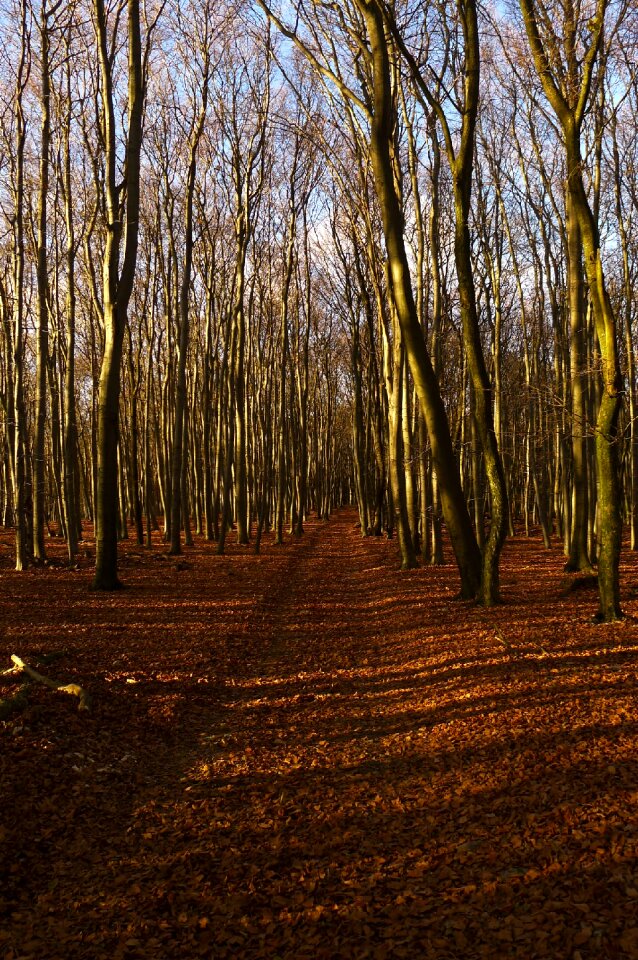 Fall trees park