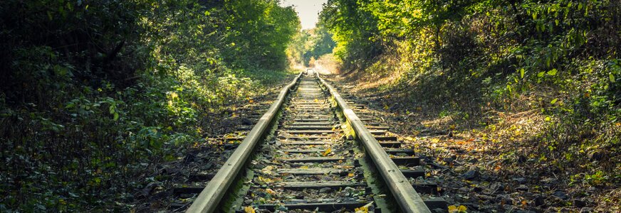 Forest railway track