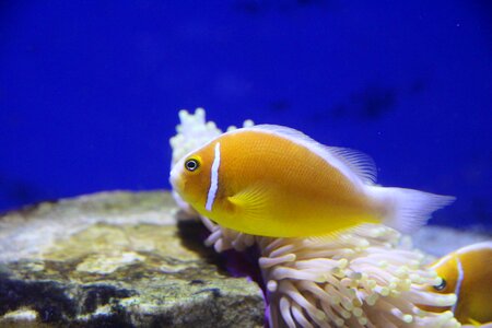 Fish aquarium undersea world