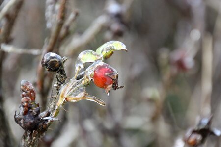 Frozen nature cold