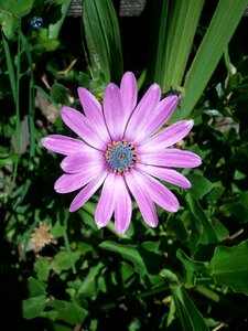 Lilac violet african daisy photo