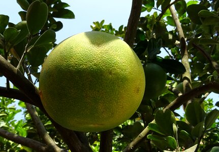 Yellow citrus paradisi subtropical photo