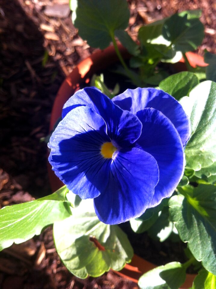 Nature blooming fresh