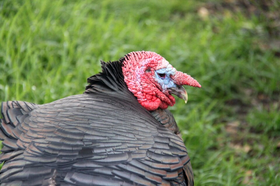 Turkey bird farm