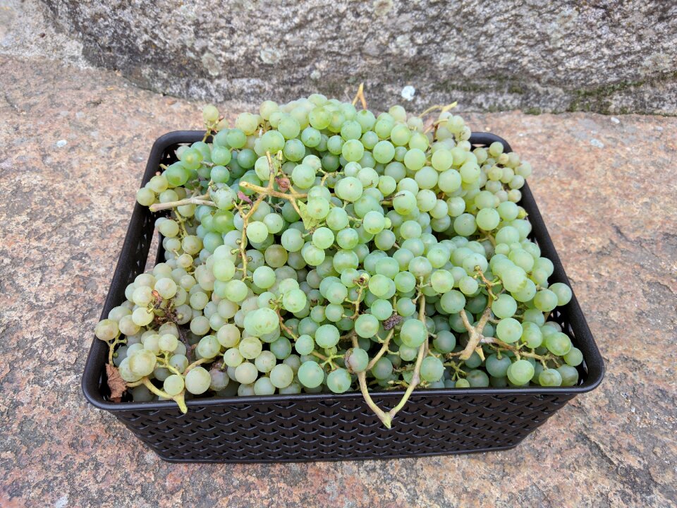 Fruit orchard harvest