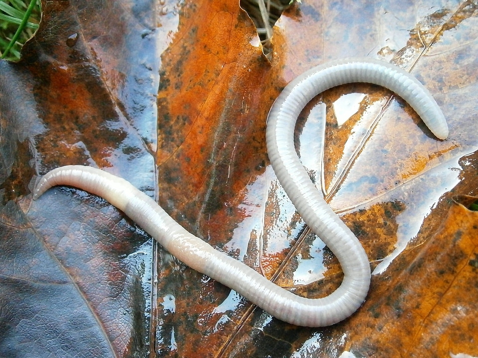 Lumbricidae worm slick