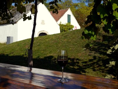 Table vine grass