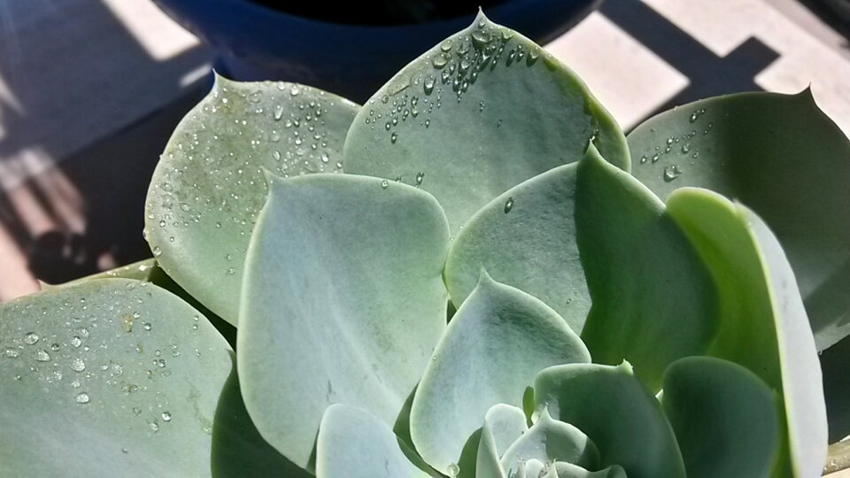 Plants flora leaf