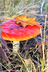 Autumn falling leaves toxic