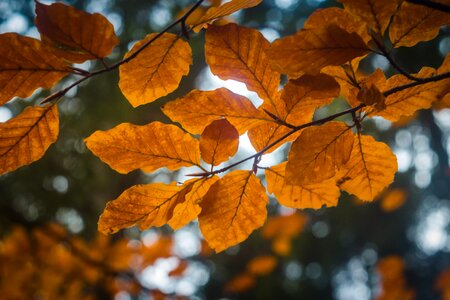 Nature golden autumn leaves
