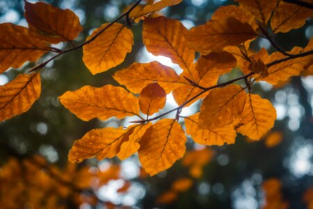 Nature golden autumn leaves photo