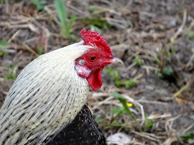 Bird chicken rural