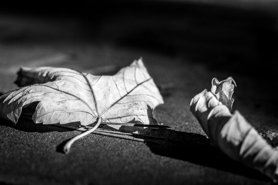 Abstract black and white fallen leaves