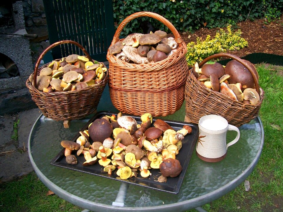 Forest brown autumn