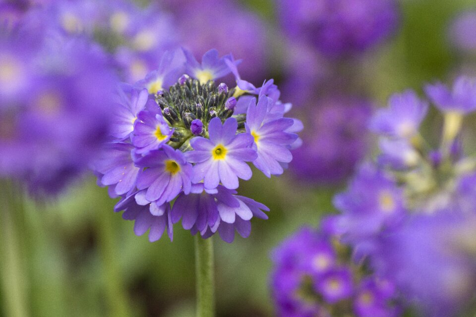 Plant nature summer