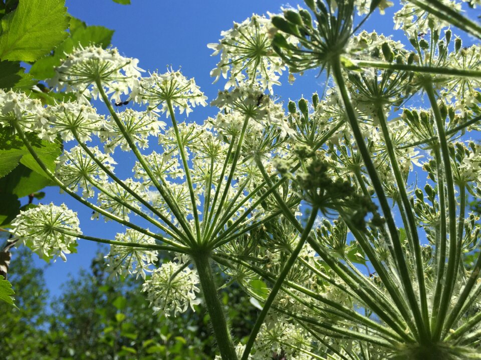 Flowers against sky umbrella flowers grand teton
