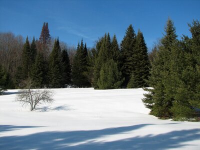 Frozen seasonal christmas