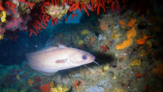 Fish sea seabed