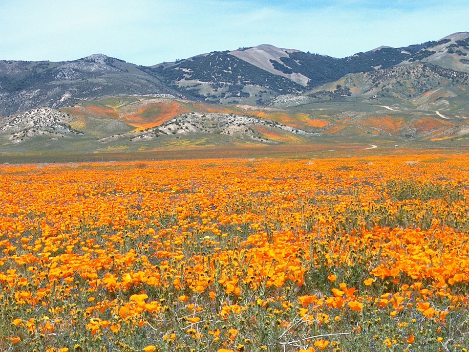 Meadow wild flower bloom photo