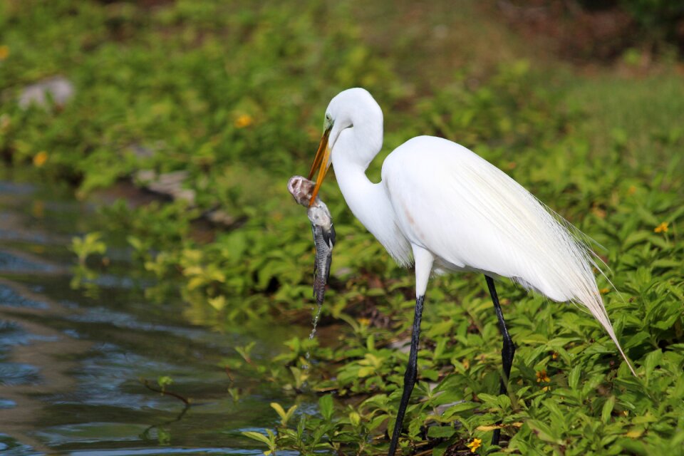 Heron wading birds bird