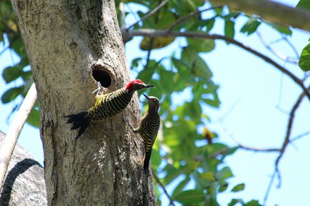 Birds fauna nature