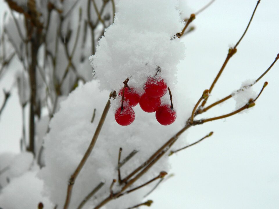 Snow red berries
