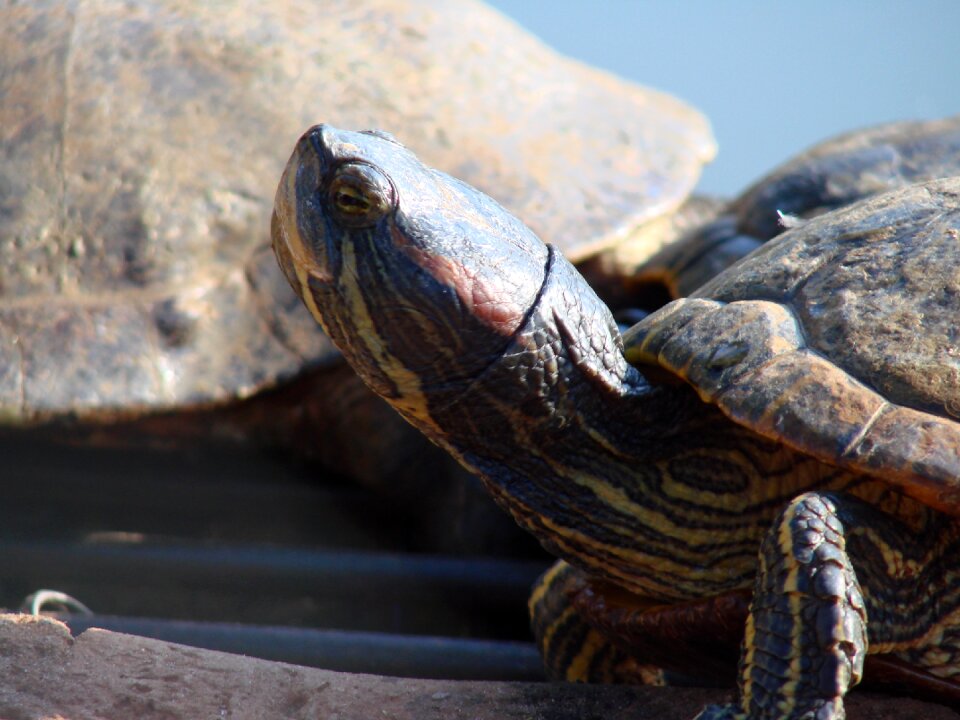 Turtle aquatic woods