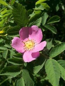 Wild flower grand teton national park wyoming photo