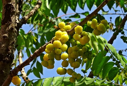 Star gooseberry west india gooseberry phylanthus acidus photo