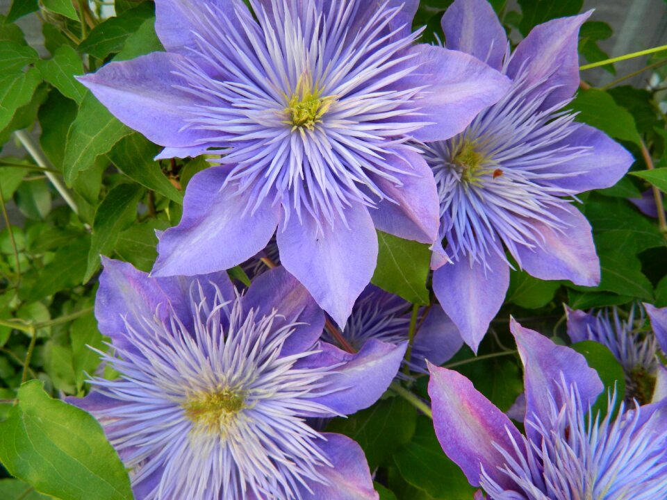 Clematis close-up