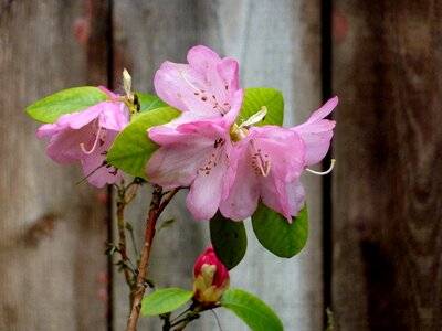 Purple blossom bloom