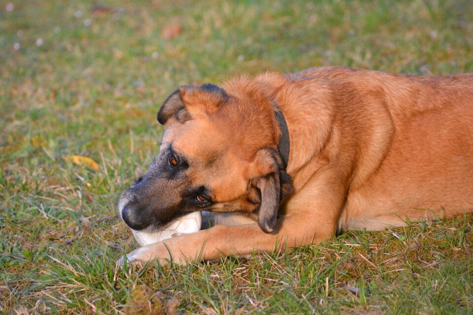 Ball domestic animal playing