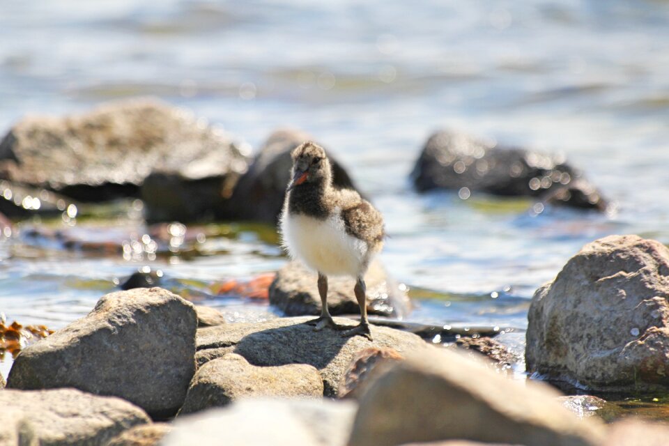 Small haematopus ostralegus oystercatcher