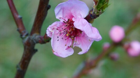 Blooming springtime blossom photo
