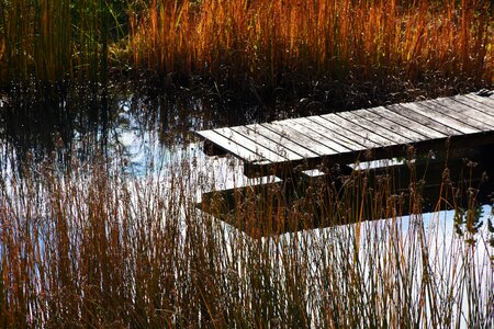 Autumn boardwalk reed
