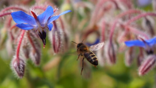 Bee forage macro