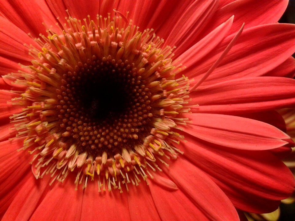 Flowers flower beauty