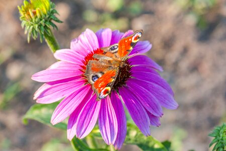 Insect wings photo