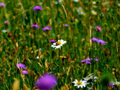 Flowers spring atmosphere
