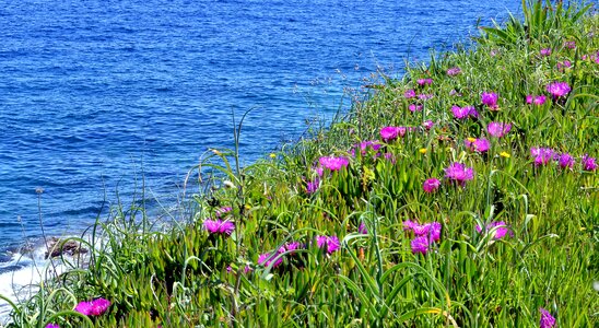 Flowers summer natural
