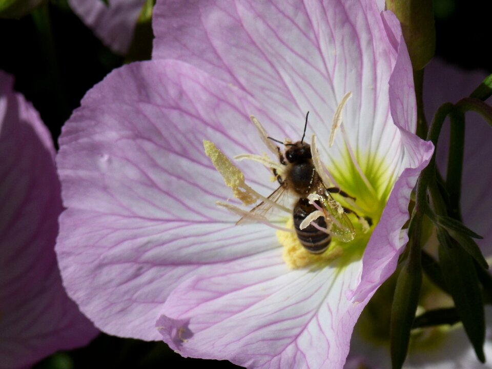 Detail mood insect