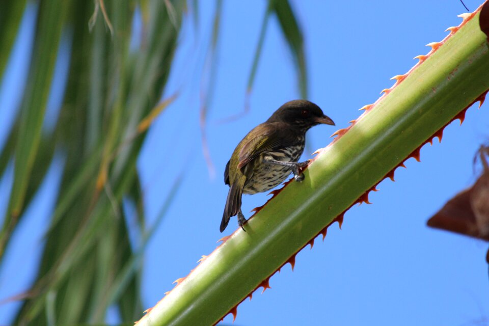 Palm branches barb animals