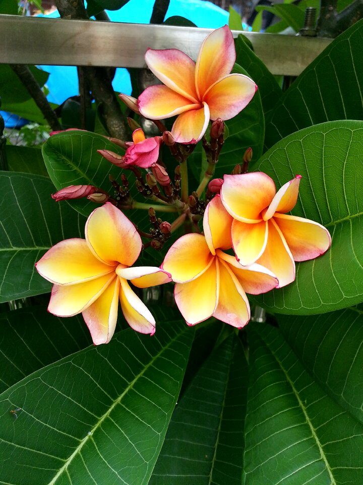Plumeria flower hotel