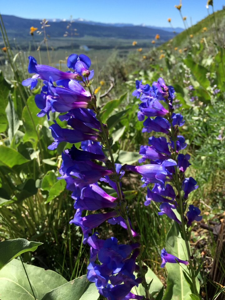 Wyoming jackson hole laurence s rockefeller preserve