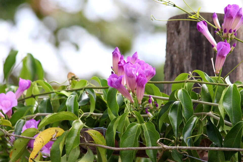 Lilac nature plant
