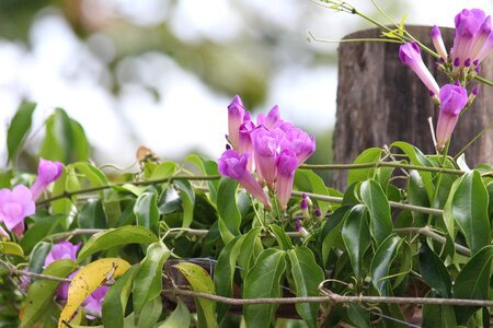 Lilac nature plant