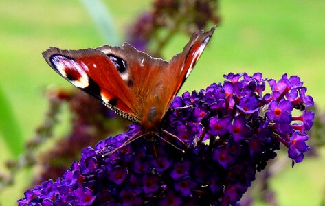 Mood lilac landscape