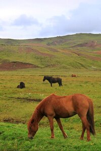Iceland icelandic horses horse photo