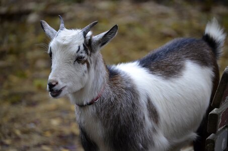 Livestock close up zoo photo