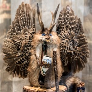Wings palmas dissected